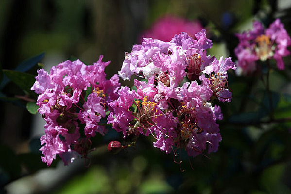 �ۺ���ޱ��