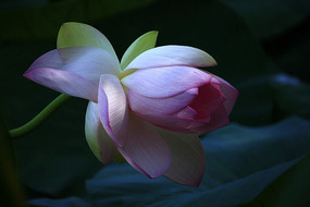 ����ɫ�ĺɻ�