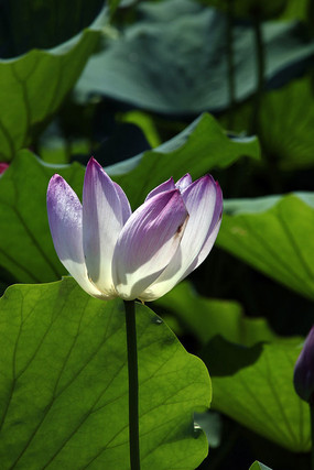 �����ҵĺɻ�