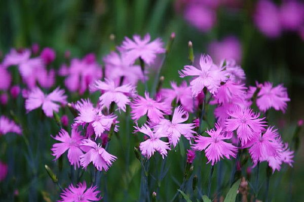 ��ɫ��ʯ��