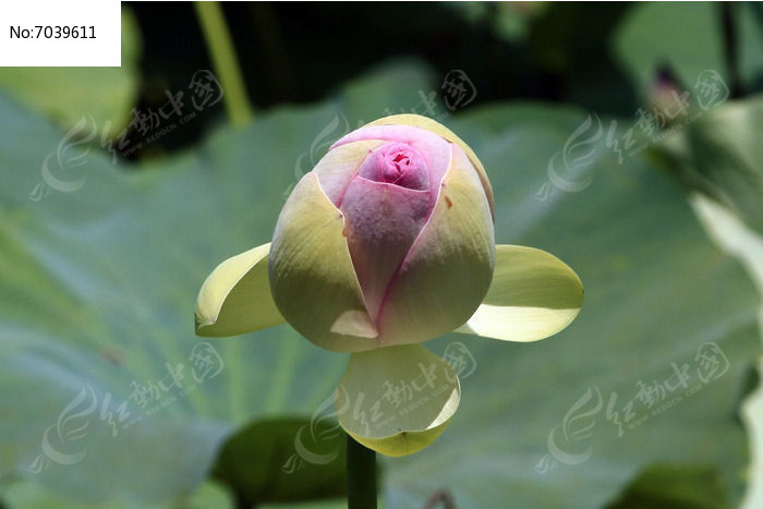 ��ɫ�ɻ���ͼƬ