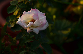 ��ɫ�¼���Ӱ��дͼƬ