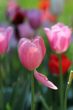 ��ɫ������