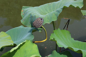 ��Ҷ�ߵ�������