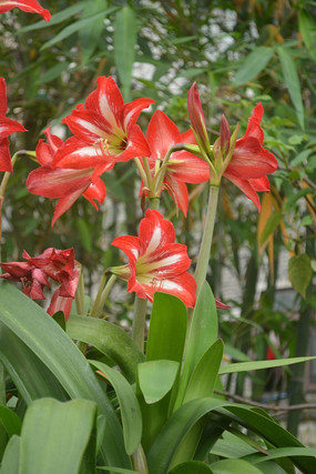 ��ɫ�ٺϻ�������д