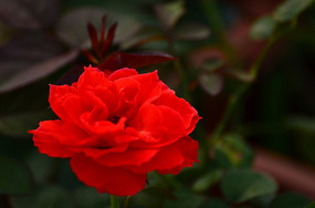 ���¼���Ӱ��дͼƬ