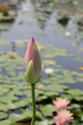 ����ʢ���ĺɻ�����