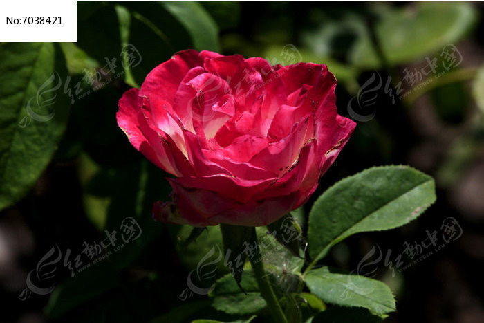 õ��ʢ�����¼���ͼƬ