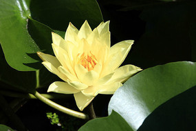 ʢ���Ļ�ɫ����