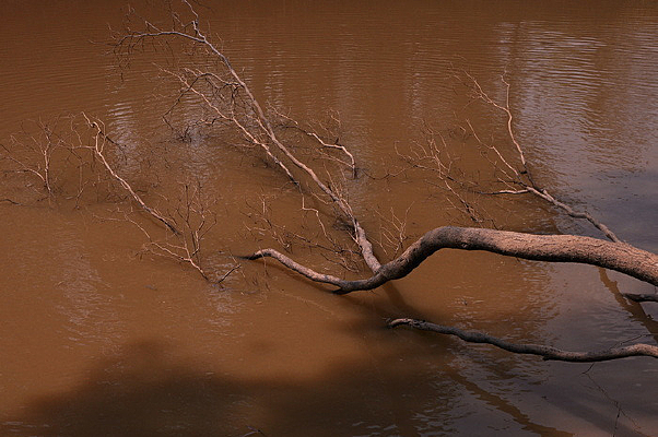 ��֦����