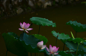 ��д�ɻ�С��