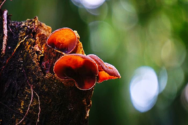  ��ľ����