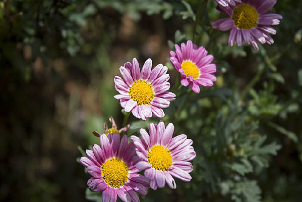 �������޵�������ػ�