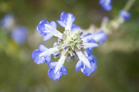 ��ɫ��С����