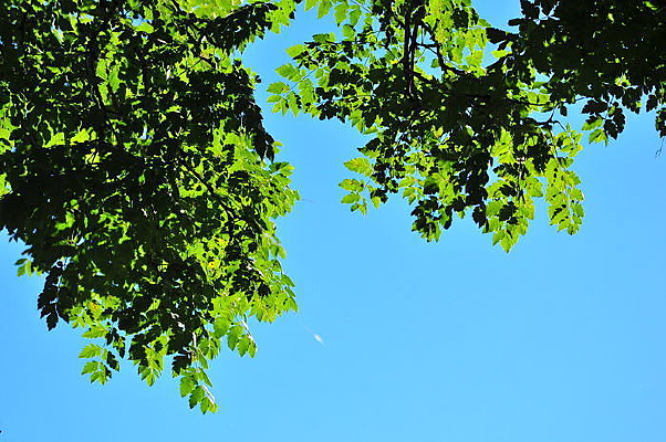 ��������֦