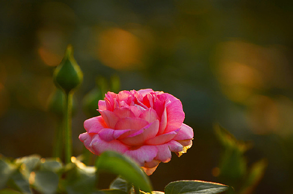 �����Ĺ�ӰЧ����дõ�廨����