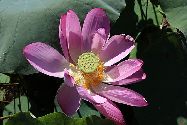 ʢ���ķ۵�������������