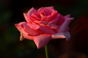 ��д��Ӱ���õ�õ�廨����