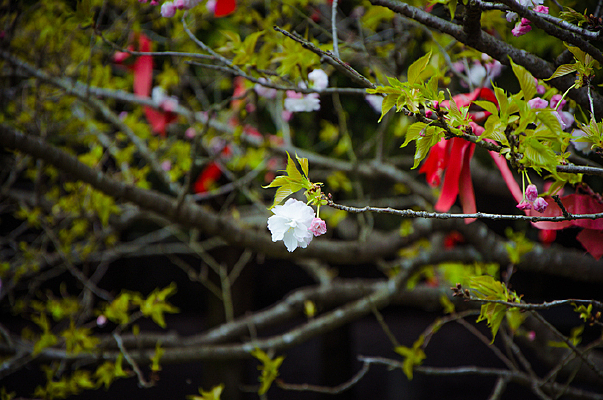 ѩ��ɫ�Ļ���