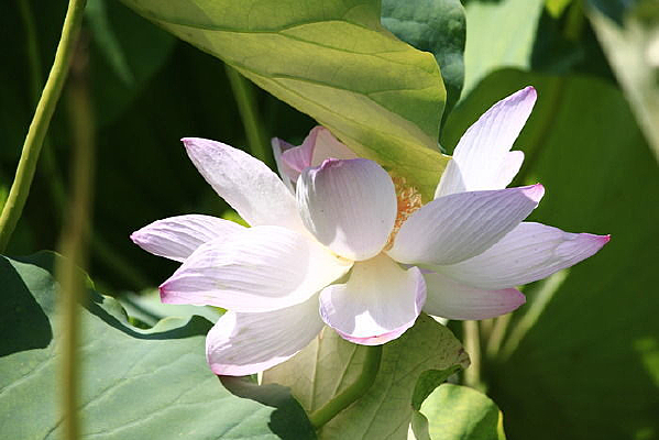 Ҷ���µİ׷ۺɻ�