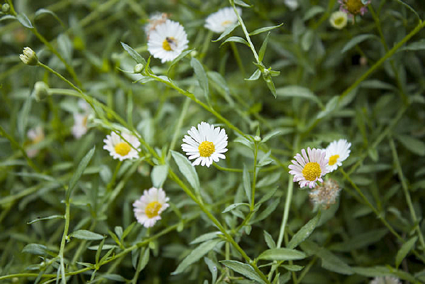 ��ɫ�ĳ���