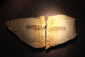 ��Ʊ�Ⱥ�󢻯ʯ