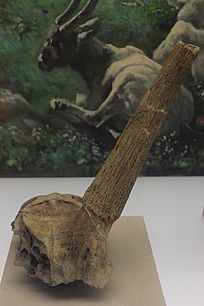 ��׳��ţ��ʯ