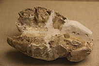 ��Ϭ�ʳݻ�ʯ