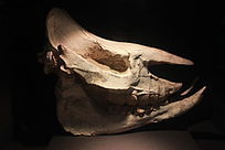 ��Ϭͷ�ǻ�ʯ