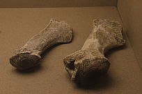 ���¹�ǻ�ʯ