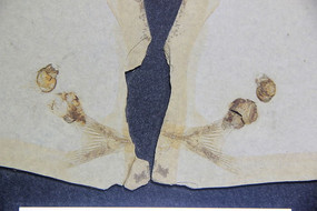 ݻʯ