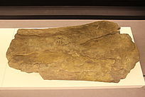 ���������ɹǻ�ʯ