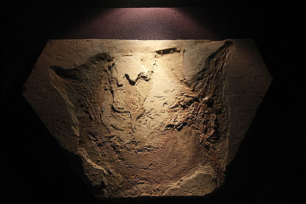 ����ԭ����