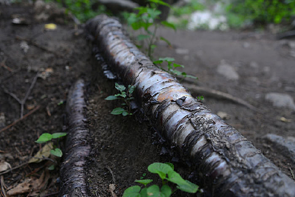 ¶�����������ϸ��