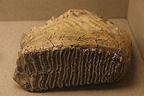 ������ʳݻ�ʯ