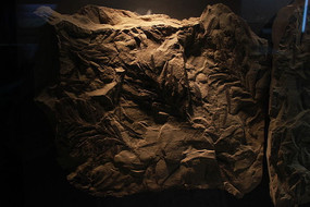 �������ֵ���֦��ʯ