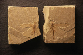 �������ʻ�ʯ