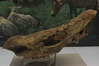 ɽ����ëϬͷ�ǻ�ʯ