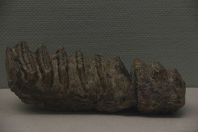 ʦʽ���������ݻ�ʯ