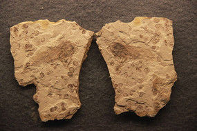 ʼ����򵻯ʯ