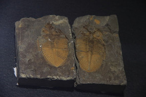 ���ڳ���Ҷ�滯ʯ