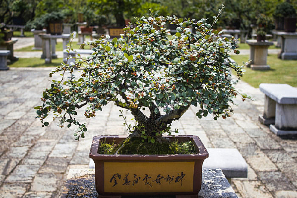 һ��С���辰