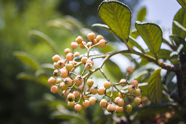 ֦ͷ��һ����ɫ��ʵ