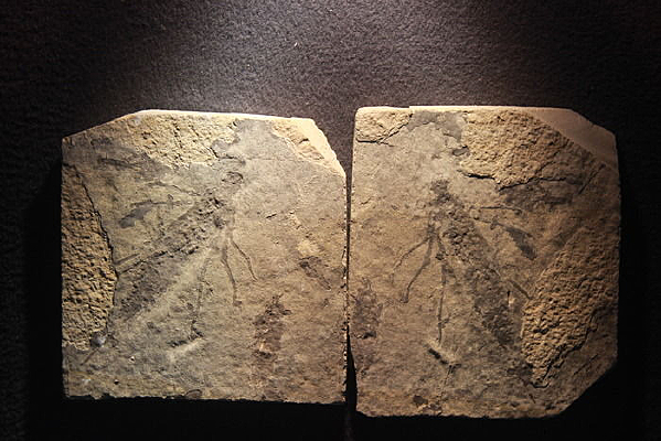 ���ֶ�����