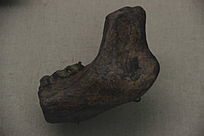 �׹�¹����