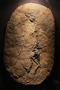 �й�����ʯ