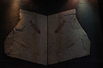 �л������㻯ʯ