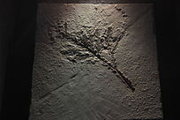 �л�����ɼ��ʯ