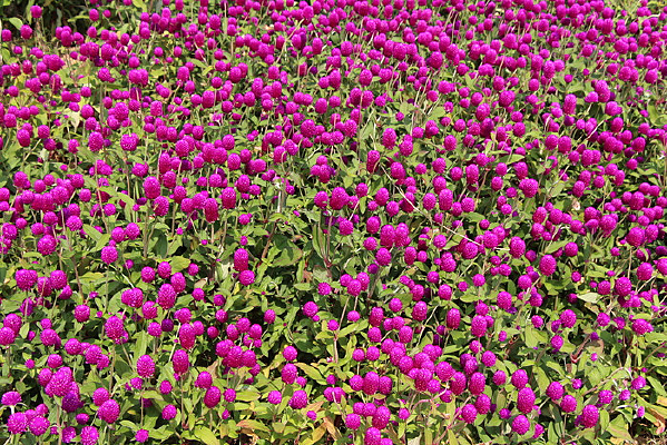 ������Ҷ