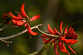 ��ɫ����������ͼƬ